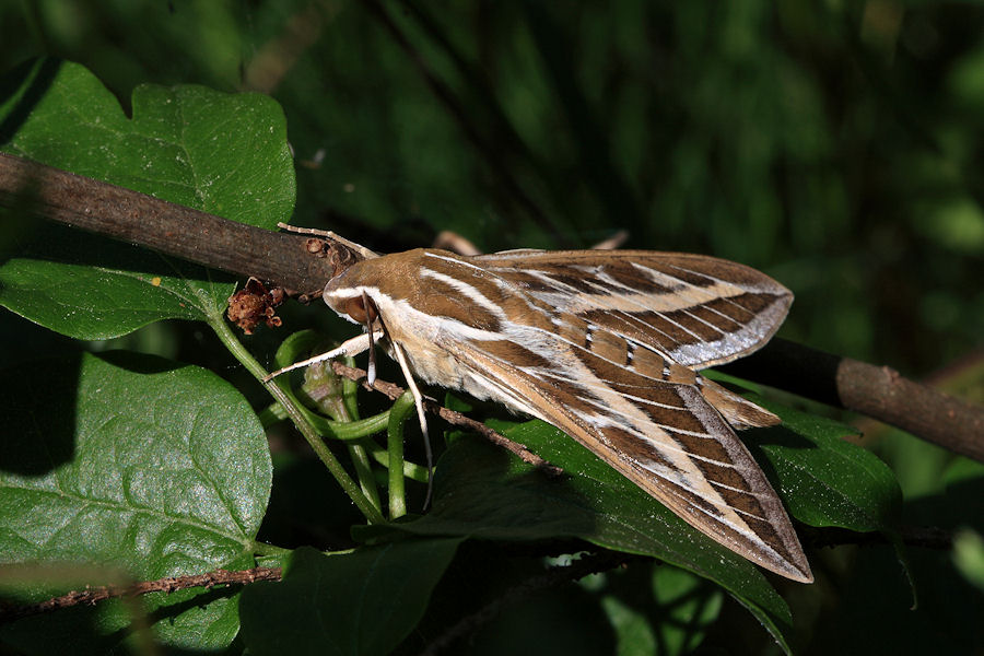 Aiuto identificazione - Hyles livornica